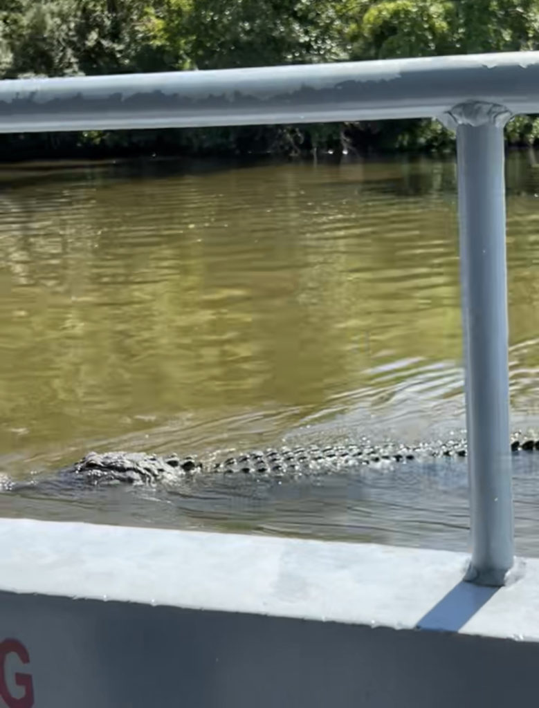 swamp